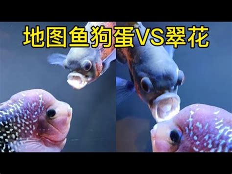 地圖魚混養